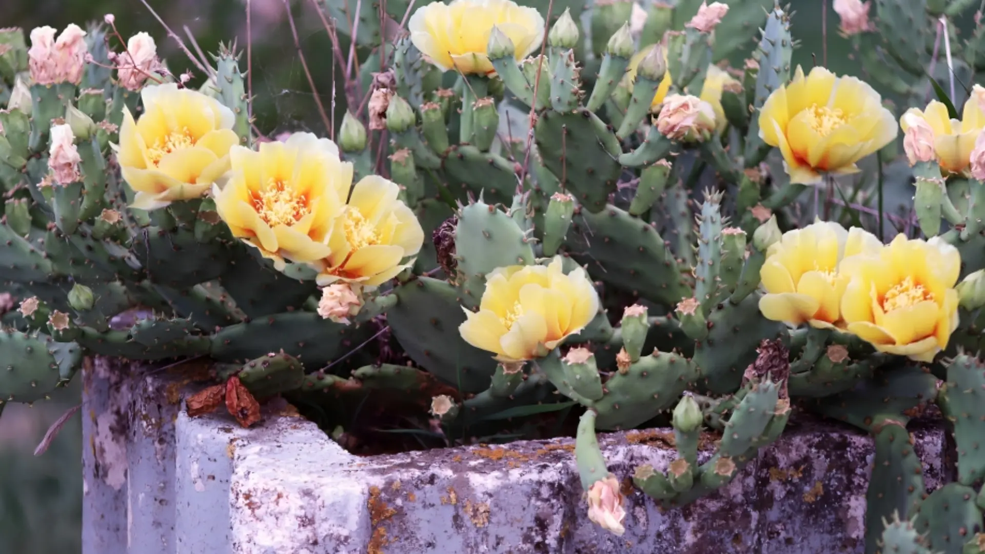 Xeriscape Colorado Front Yard Landscaping Ideas