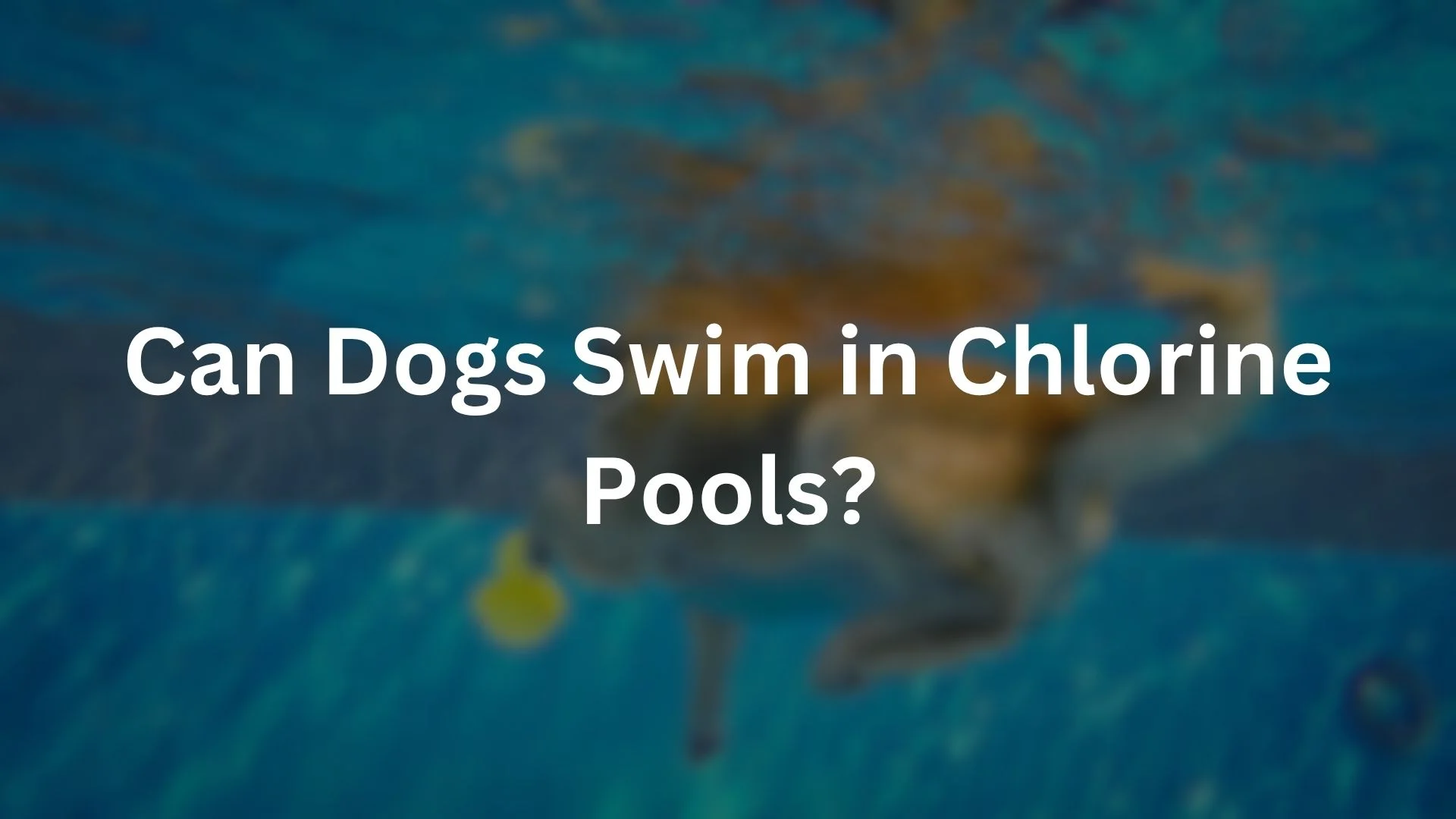 Can Dogs Swim in Chlorine Pools?
