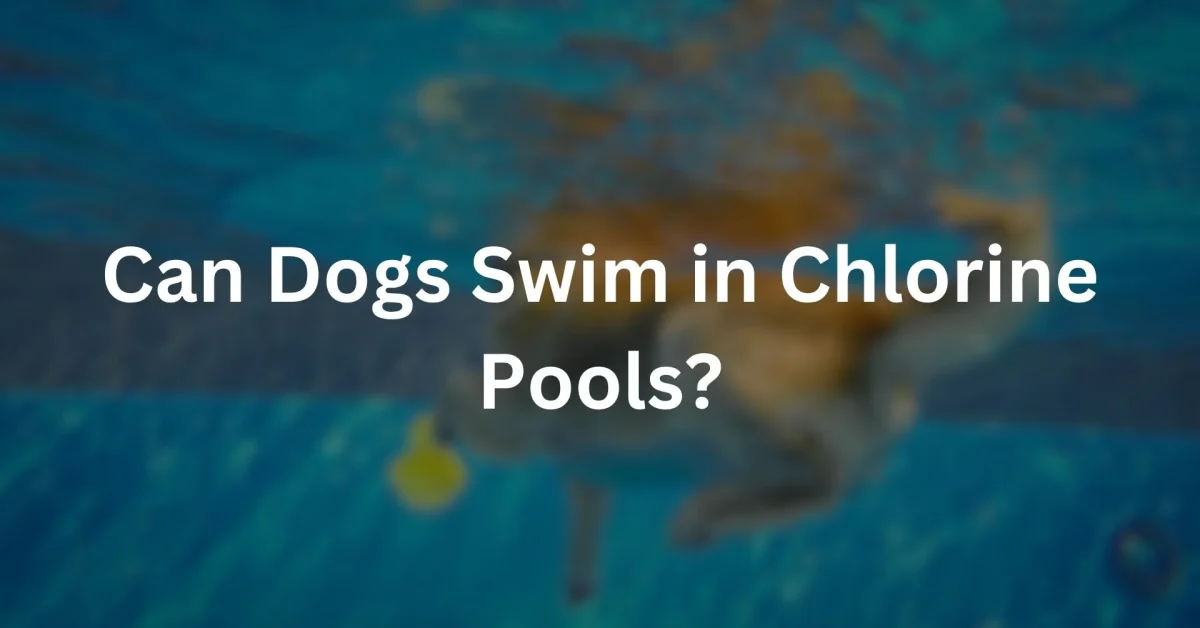 can dog swim in chlorine pool